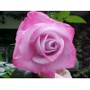 Саженец чайно-гибридной розы Пинк Парадайз (Pink Paradise): фото и описание