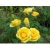 Саженец спрей розы Йеллоу Эвелин (Yellow Eveline): фото и описание