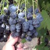 Саженец винограда Страшенский (Средний/Черный): фото и описание