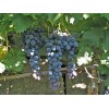 Саженец винограда Страшенский (Средний/Черный): фото и описание