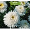 Саженцы астры альпийская Блонди (Blondie) -  5 шт.: фото и описание