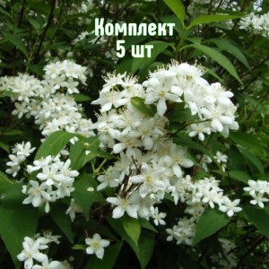 Комплект 5шт / Дейция белая Лемуана