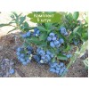 Саженцы голубики Денис Блю (Denis Blue) -  5 шт.: фото и описание