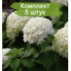 Саженцы гортензии древовидной Bounty (Баунти) -  5 шт.: фото и описание
