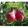 Саженцы груши Нарядная Ефимова -  5 шт.: фото и описание