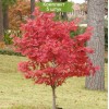 Саженцы клёна Краснолистный (20-40 см) -  5 шт.: фото и описание