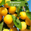 Саженцы поздней желтой сливы колоновидной Мирабелла (Mirabelle) -  5 шт.: фото и описание