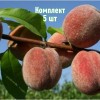 Комплект 5шт / Персик Пушистый ранний: фото и описание