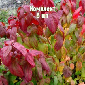 Комплект 5шт / Спирея японская Макрофилла