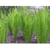 Саженцы страусника обыкновенного -  5 шт.: фото и описание