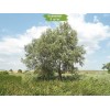 Саженцы тополя Белый (Серебристый) 60-100 см -  5 шт.: фото и описание