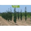 Саженцы тополя Пирамидальный (60-100 см) -  5 шт.: фото и описание