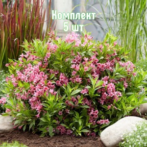 Комплект 5шт / Вейгела цветущая Пикобелла Роза