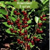 Саженцы колоновидной Вишни Ашинский гибрид -  5 шт.: фото и описание