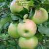 Саженцы яблони Богатырь -  5 шт.: фото и описание