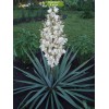 Саженцы юкки Нитчатая (Yucca filamentosa)  -  5 шт.: фото и описание