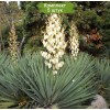 Саженцы юкки Сизая -  5 шт.: фото и описание