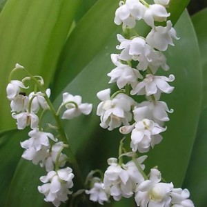 Ландыш садовый Флоре Плено