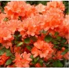 Рододендрон Гейша Оранж