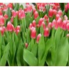 Срезка Луковица Тюльпанаов на 8 марта оптом Луковица Тюльпана Циркуит (Circuit): фото и описание