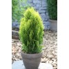 Туя Восточная до 20 см: фото и описание